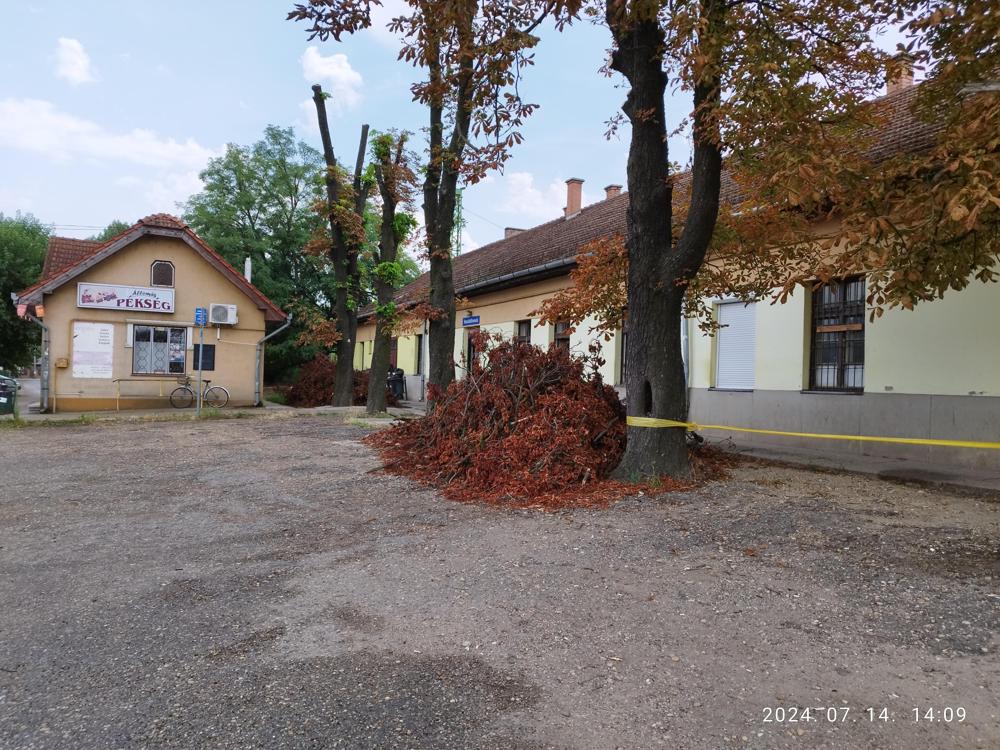 Kivágott faágak az állomáson 