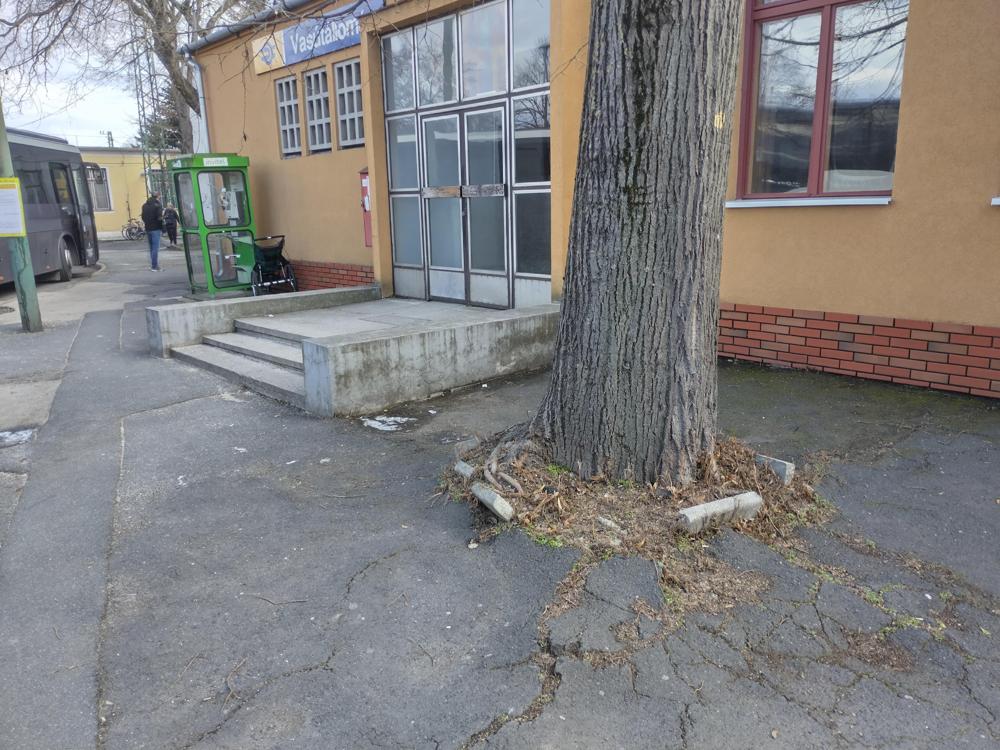 A hárs benőtte a fa helyet