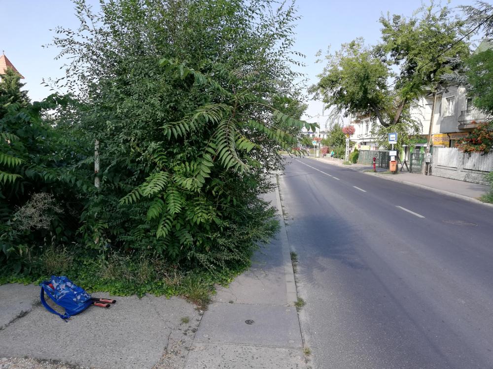 A járdàra nőtt a sövény és úgy látszik, hogy nincs gazdája