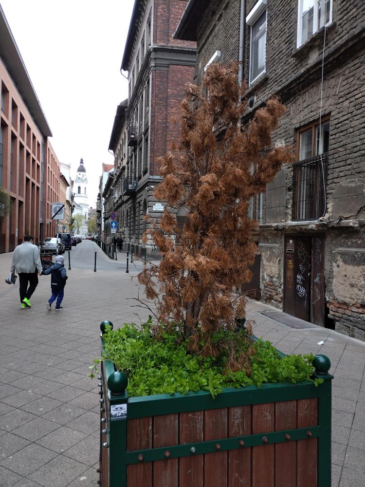 Barna tuja